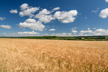 wheat field in summer against the blue sky