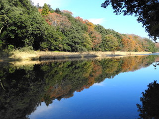 鏡のような水面に映った美しい紅葉と杉林(下流向き)　嵐山渓谷211