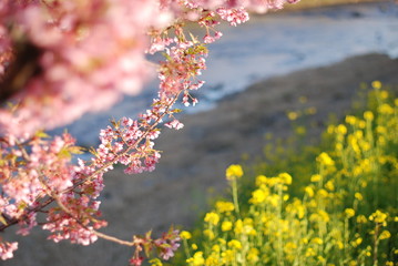 河津桜
