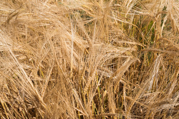 Landscape images of fields with ripening wheat