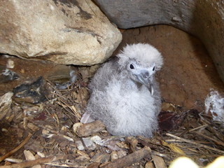 Wedge-tailed shearwater chick © Sean