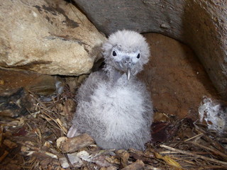 Wedge-tailed shearwater chick © Sean