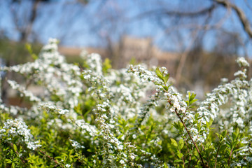 春に咲き誇る白いコデマリ