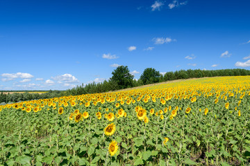 Fototapeta na wymiar Landscape images of sunflower fields