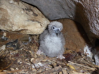 Wedge-tailed shearwater chick