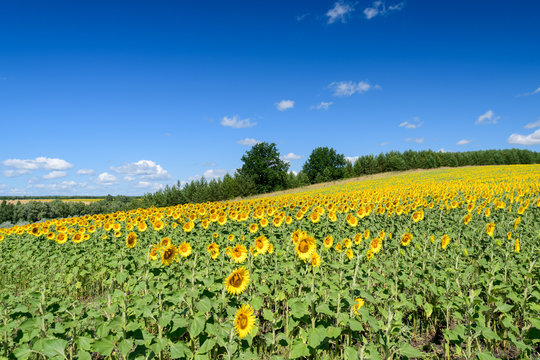 Landscape images of sunflower fields