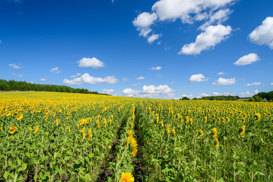 Landscape images of sunflower fields