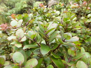 Hawaiian Plants