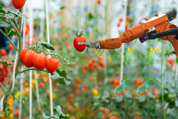 Smart robotic farmers in agriculture futuristic robot automation work harvest tomato