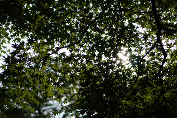 新緑の木漏れ日