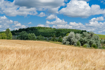 Landscape images of fields with ripening wheat