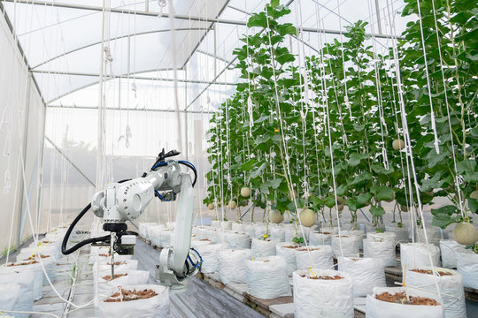 Smart farming fruit melon and digital agriculture Robotic arm is working