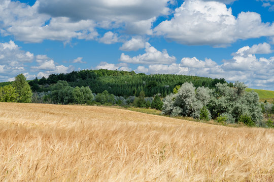 Landscape images of fields with ripening wheat