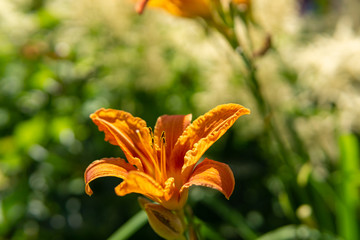 Obraz premium Lilien Blüte