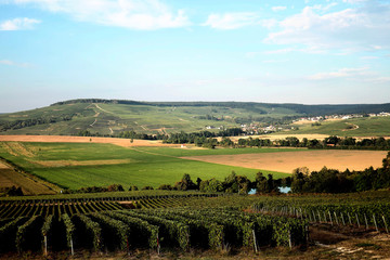 vignes de Champagne