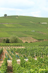 vignes de Champagne