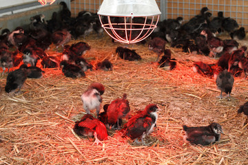 Elevage de poussins © saxoph