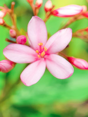 Obraz na płótnie Canvas pink frangipani flowers