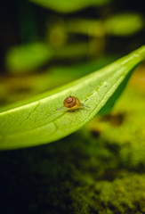 BABY SNAIL
