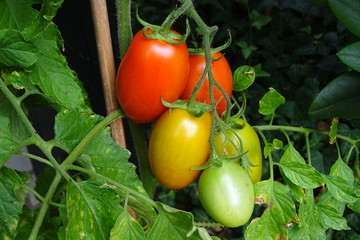 Tomaten am Strauch