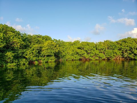 Mangrove, canal des Rotours, Guadeloupe
