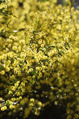 Wattle (Acacia) shrub in flower, South Australia
