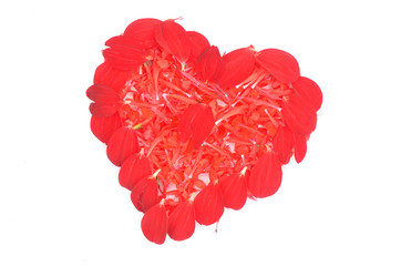 illustration of red flowers love heart isolated in the white background