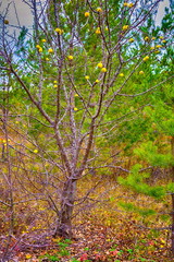 Naklejka premium Fruits of wild forest apples in late autumn