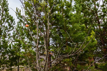 Fruits of wild forest apples in late autumn