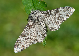 Peppered Moth - Biston betularia - obrazy, fototapety, plakaty