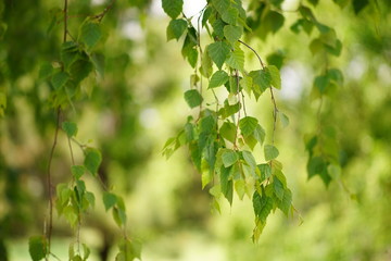 background of lovely birch branches with green leaves