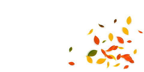 Falling autumn leaves. Red, yellow, green, brown c