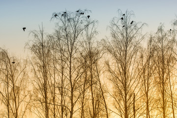 Photo of birches at sunrise with sitting crows