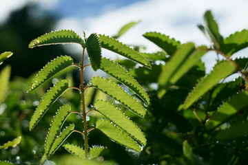 夏の朝、ワレモコウの葉に水滴が並んで付いている
