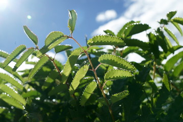 夏の朝、ワレモコウの葉に水滴が並んで付いている