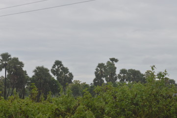 trees in the mountains