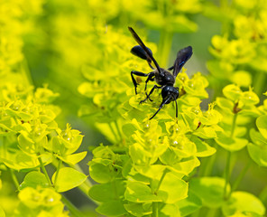 Macro of a black grass-carrying wasp