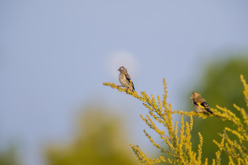 a goldfinch on a branch in nature