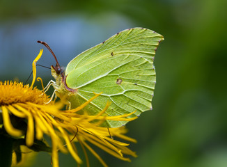 Yellow Brimstone Butterfly