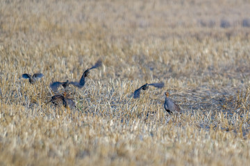 a Partridge family in a harvested field