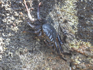 Crabs!
