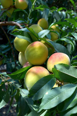 branch with ripe peach fruits closeup