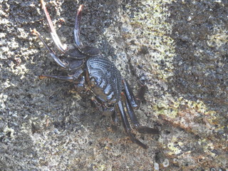 Crabs!