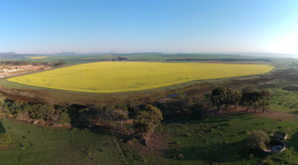 Fototapeta premium Canola fields in full bloom near Napier and Bredasdorp in the Western Cape
