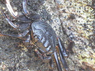 Crabs!