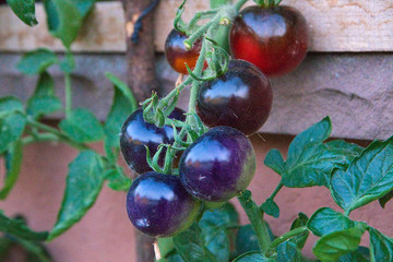 Tomatenpflanzen