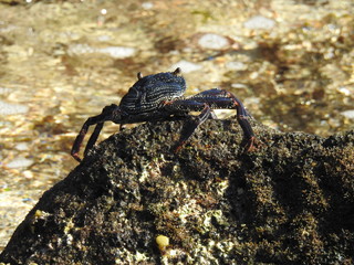 Crabs!