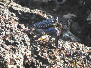Crabs!