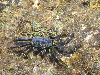 Crabs!