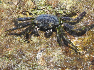 Crabs!